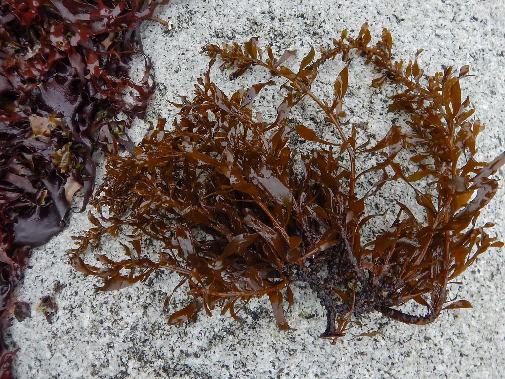 seaweed on a white sandy background