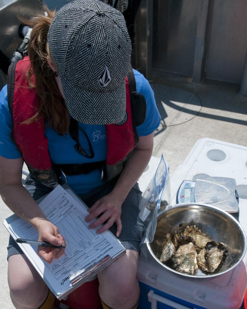 researcer writing on a clipboard next to a bowl of oysters