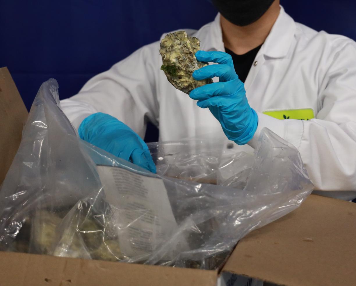 Close up photo of a student holding an oyster