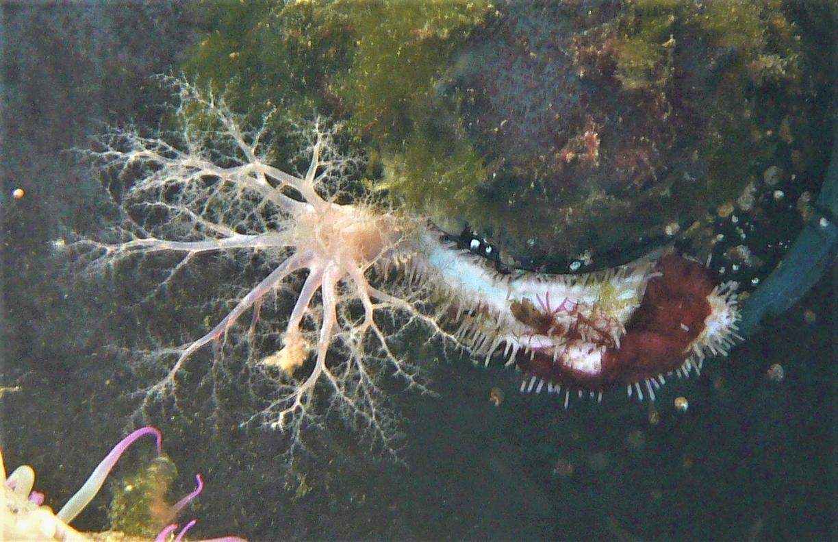 White Sea Cumber, Eupentacta quinquesemita
