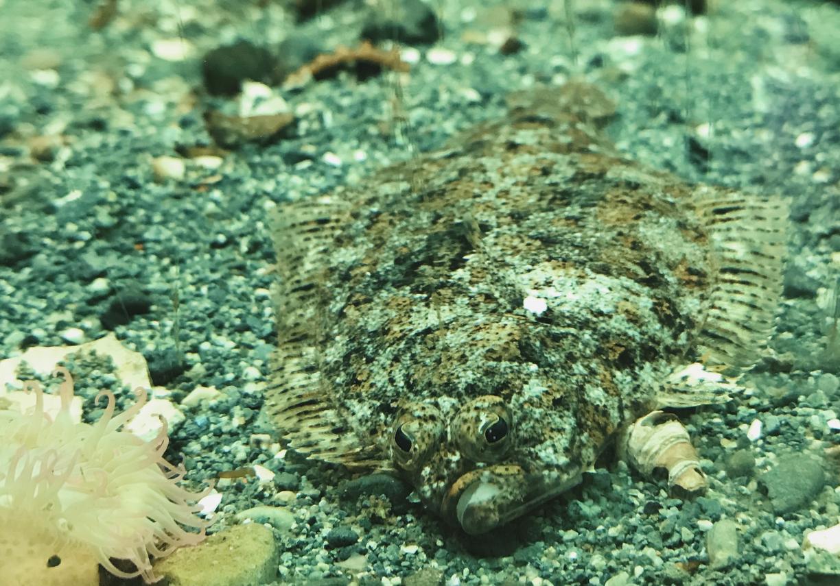 Spectacled Sanddab, Citharichthys stigmaeus