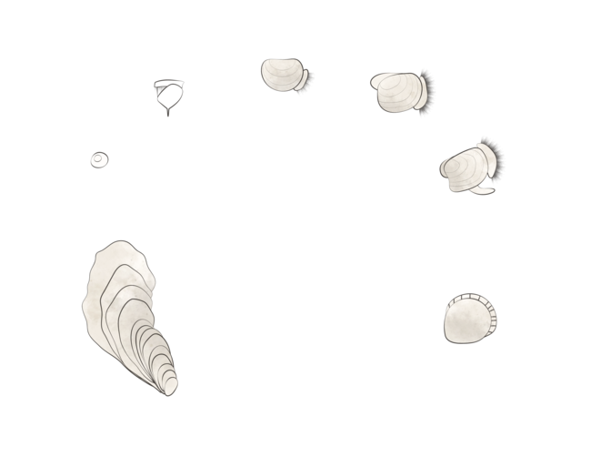 lifecycle of an oyster
