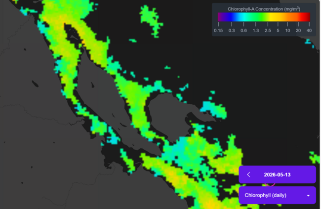 A screenshot of the algae explorer webpage showing a medium level of chlorophyl concentration in Baynes Sound on May 13, 2026.