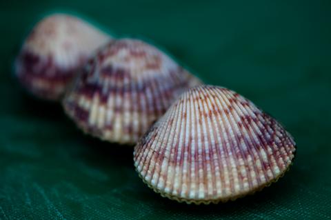 basket cockles arranged in a line on a table.