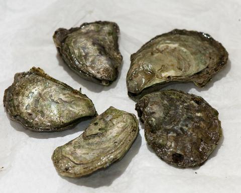 Pacific Oysters displayed on a table
