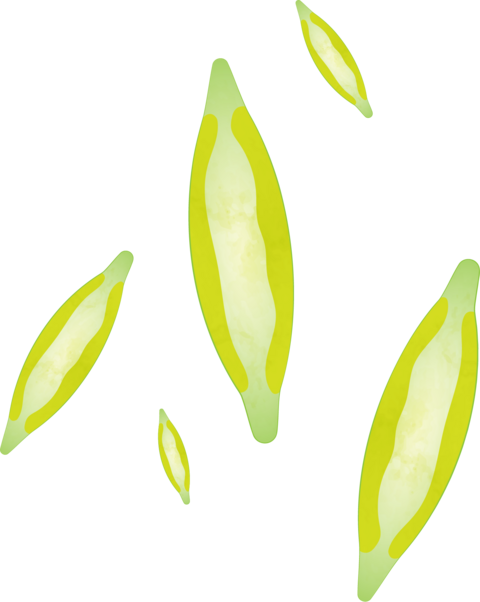 Illustration of a diatom with a long oval shape, like a canoe. 