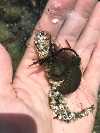 Brown intertidal spaghetti worm, Eupolymnia heterobranchia