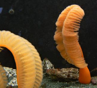 Orange Sea Pen, Ptilosarcus gurneyi