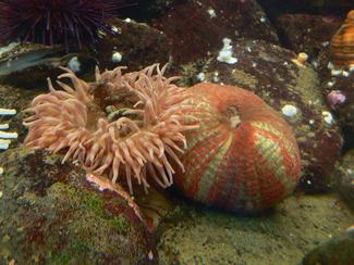Painted anemone; two specimens, one with tentacle out the other with tentacles retracted inside the trunk