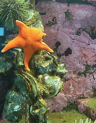 Orange Sea Pen, Ptilosarcus gurneyi