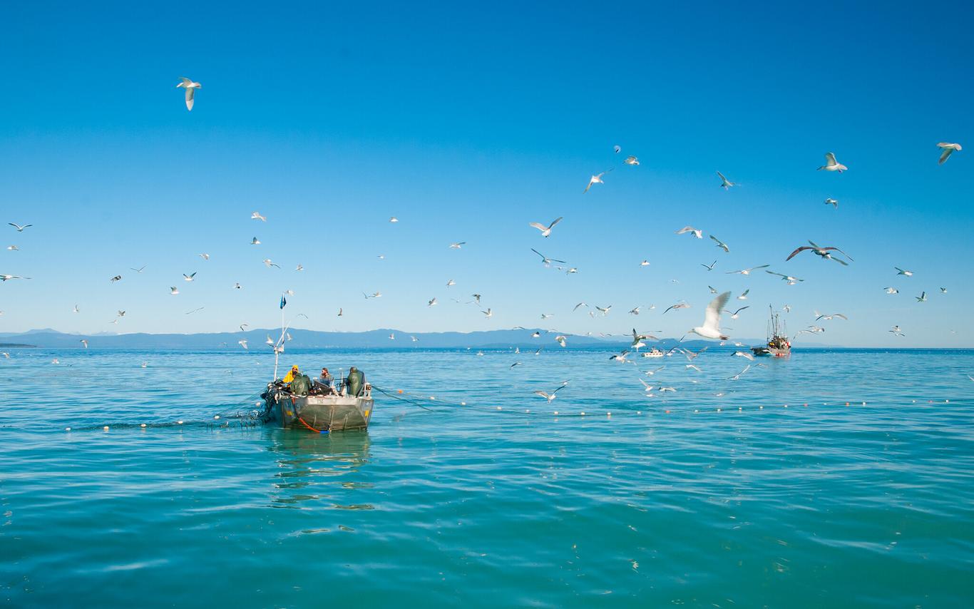 seagulls flying near a fishing boat during the herring spawn