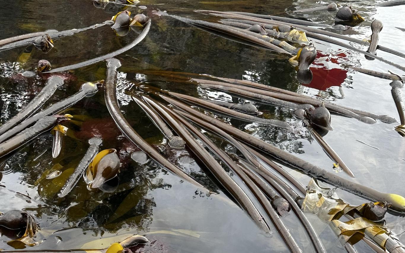 Bull kelp washed up on shore