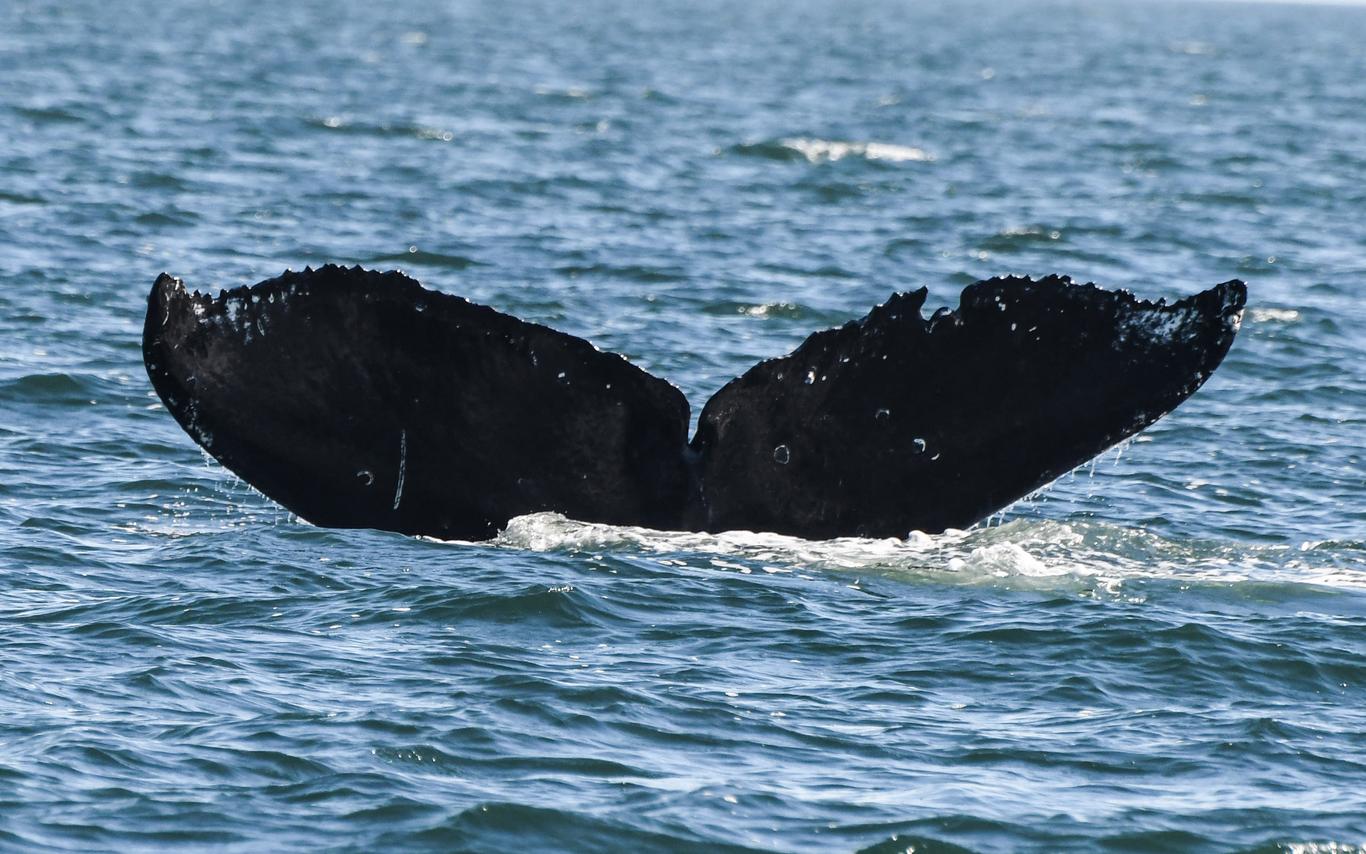 Humpback tail fin