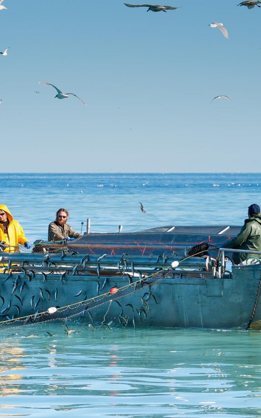 Herring boats
